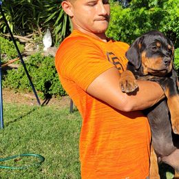Rottweiler Puppies from Mickey's Rottweilers