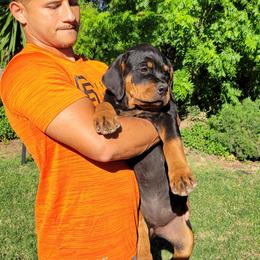 Rottweiler Puppies from Mickey's Rottweilers