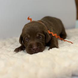 Orange collar chocolate male - Chocolate male Labrador Retriever puppy in Gainesville, Georgia from Rucker Retrievers