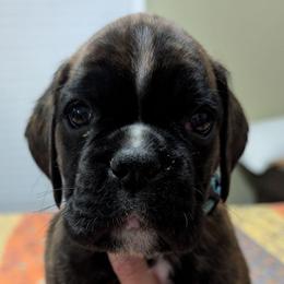 Faye - Brindle female Boxer puppy in Campbellsville, Kentucky from Bellbox German Boxers