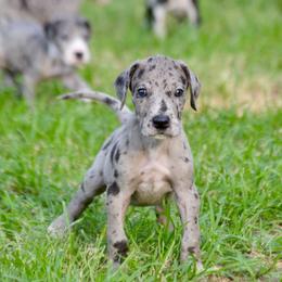 Merle boy 4 - Merle male Great Dane puppy in Golconda, Illinois from Breken Great Danes