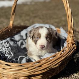 Red Merle Male - Red merle male Miniature Australian Shepherd puppy in Stuart, Virginia from Apple Tree Mini Aussies