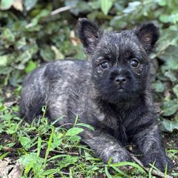 Gina - Black brindle female Cairn Terrier puppy in Mountain Grove, Missouri from CreekTop
