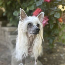 Megan - Chinese Crested