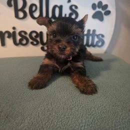 Brice - Black and tan male Yorkshire Terrier puppy in Clermont, Florida from Bella's Prissy Butts