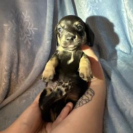 Grey Boy - Black and tan male Dachshund puppy in Waukegan, Illinois from Rolling and Howling Basset Hounds and Dachshunds