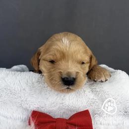 Cheddar - Cream male Goldendoodle puppy in Utah County, Utah from Big Hearted Breeders