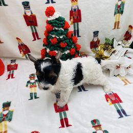 AKC - Ellie 3500 - Black tan and white female Biewer Terrier puppy in Douglas, Georgia from Heartland small breeds