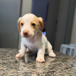 Possible Blue Eyes Extreme Choc Based Red Dapple Piebald Female - Dapple female Dachshund puppy in Horizon City, Texas from Micah's Minis