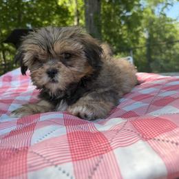 Mal-Shi, Maltese, Maltipoo, Poodle, and Shih Tzu Puppies from Joy-Fur Puppies