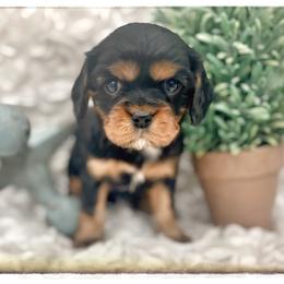 Aussiedoodle and Cavalier King Charles Spaniel Puppies from Shelby Paws