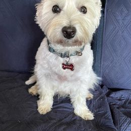 Nessa - West Highland White Terrier