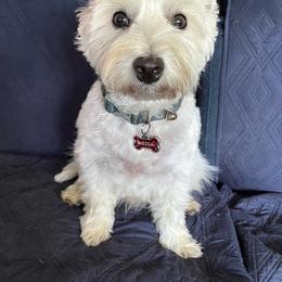 Nessa - West Highland White Terrier