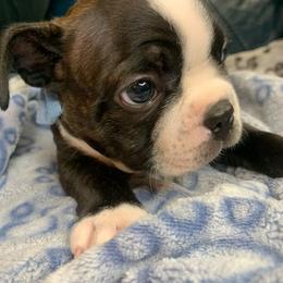 Stanley - Brindle male Companion Cross puppy in Fort Myers, Florida from Legends Frenchton's, French Bulldogs ,Boston Terriers, Reindeer chihuahuas & French Bullhuahua's