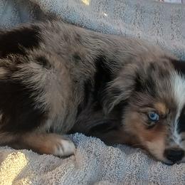 Sapphire - Blue merle male Miniature Australian Shepherd puppy in Louisville, Mississippi from K & K Livestock