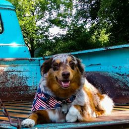 Australian Shepherds, Miniature American Shepherds, and Miniature Australian Shepherds from Rocking Diamond B Aussies