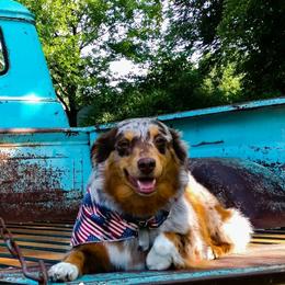 Australian Shepherds, Miniature American Shepherds, and Miniature Australian Shepherds from Rocking Diamond B Aussies