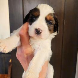 AEROsmith - Merle female Bernedoodle puppy in Pollock Pines, California from Ten Acre Wood Doodles