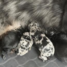 Gage - Black and cream male Dachshund puppy in Fayetteville, North Carolina from RRD