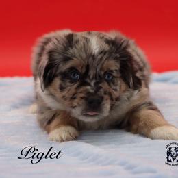 Piglet - Blue merle male Miniature Australian Shepherd puppy in Weeki Wachee, Florida from Arlington's Mini Aussies