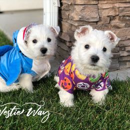 Shihpoo, Shih Tzu, and West Highland White Terrier Puppies from Westie Way & Polly Tzu Shih tzu and more