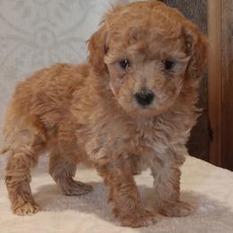 Girl 1 - female Poodle puppy in Milford, Indiana from Olde Heritage K-9