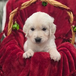 Rocket (Red collar) - Light golden male Golden Retriever puppy in Sacramento, California from Creamy Retrievers
