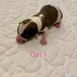 Girl 1 - Parti female Yorkshire Terrier puppy in Watertown, New York from NNYYorkies