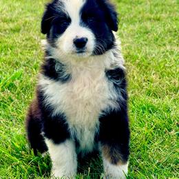 Flint - Black tri-color male Australian Shepherd puppy in Mineral Wells, Texas from A6 Australian Shepards