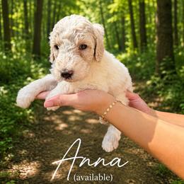 Anna - White female Poodle puppy in Washington, Pennsylvania from Patriotic Poodles