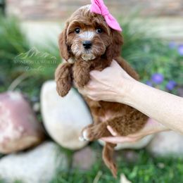 Bernedoodle and Cavapoo Puppies from Wonderful World Doodles