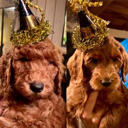 Goldendoodle Puppies from Cooley Doodles