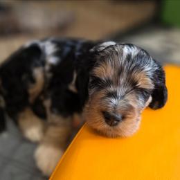 Frost - Blue merle male Bernedoodle puppy in Malden, Illinois from Doting Doodles