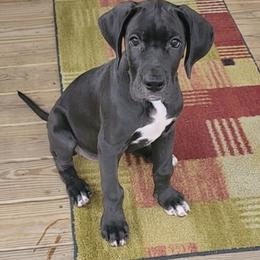 Ellie - Black female Great Dane puppy in Walker, Louisiana from La Rebel Danes