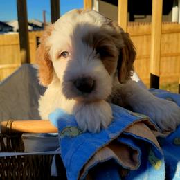 Bandit - White male Bernedoodle puppy in Elkhart, Iowa from McKenzie Payne