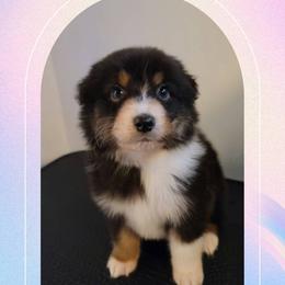 Uriel - Black tri-color male Australian Shepherd puppy in Pottstown, Pennsylvania from Daffodil Australian Shepherds