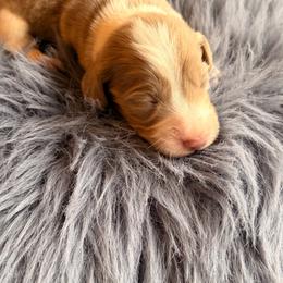 Silvester - Fawn (Isabella) male Dachshund puppy in Magnolia, Texas from Carrie’s Countryside Dachshunds