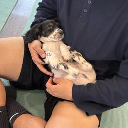 Simon - Piebald male Dachshund puppy in Temecula, California from Naomi Magee's Dachshund Kennel