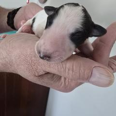 No collar - White male Borzoi puppy in Wichita, Kansas from Kaos Kennel