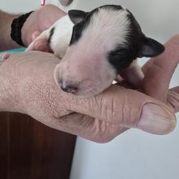 No collar - White male Borzoi puppy in Wichita, Kansas from Kaos Kennel