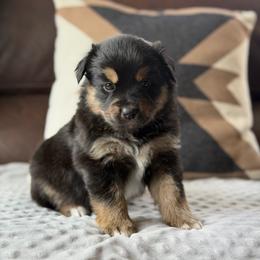 Meraxes - Black tri female Miniature Australian Shepherd puppy in Cody, Wyoming from Quartz Creek Aussies