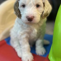 Australian Labradoodle Puppies from NoodleDoodles LLC