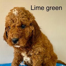 Bright green - Red male Irish Doodle puppy in Bloomfield, Iowa from Schooley Doodles