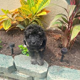 Luigi - Phantom male Poodle puppy in Uniondale, New York from Poodles Are Mixy