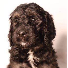 Double Doodle, Goldendoodle, and Sheepadoodle Puppies from Shaw Spring's Canines