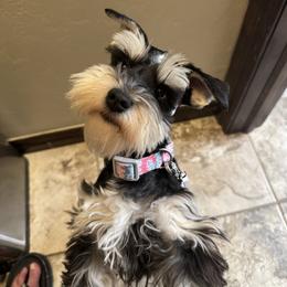 Miniature Schnauzer All Grown Up from Kalee-Rose Miniature Schnauzers