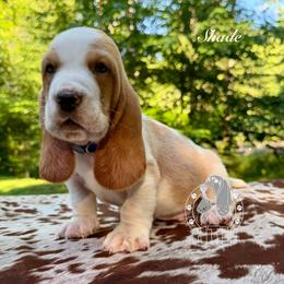 Shade - Lemon and white male Basset Hound puppy in Dingess, West Virginia from Tuckers' Howling Hounds