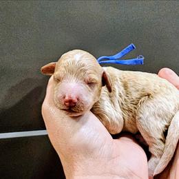 Doc - Apricot male Goldendoodle puppy in Forest, Ohio from Mini Doodle Buddies