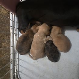 Girl - Dapple female Dachshund puppy in Fayetteville, Arkansas from Jo-Ruth's Dachshunds