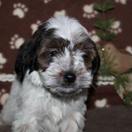 Goldendoodle Puppies from Mustard Seed Ranch Goldendoodles
